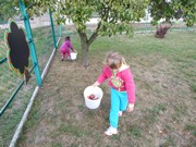 Sklízíme úrodu na zahrádce